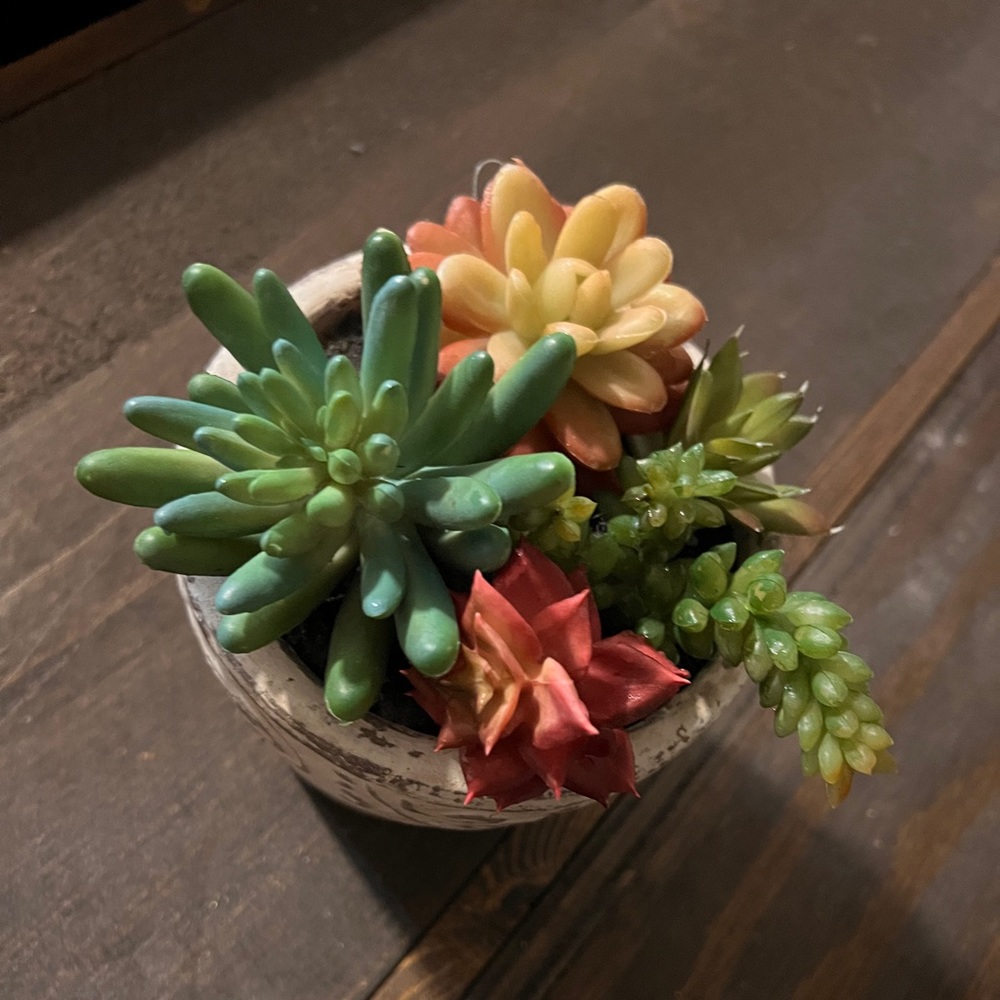 Succulent Arrangement in Ceramic Planter